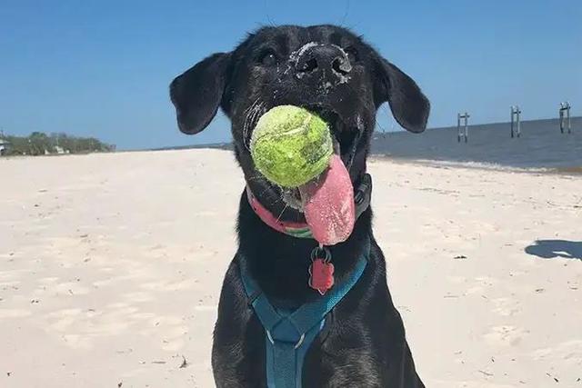 Zoey the Lab mix breaks record for longest tongue on a living dog — and  it's longer than a soda can - CBS News