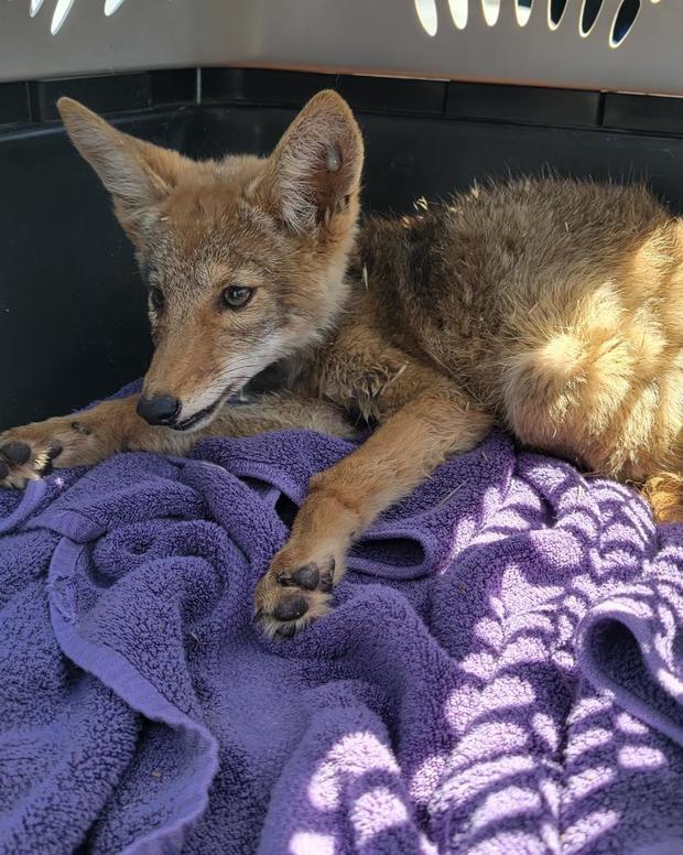 coyote pup rescued 