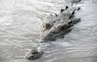 A crocodile swims in the Tarcoles River, the most polluted river in Central America, southwest of San Jose, Costa Rica, on November 21, 2022. 