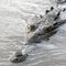 Crocodile made herself pregnant - a first for her species