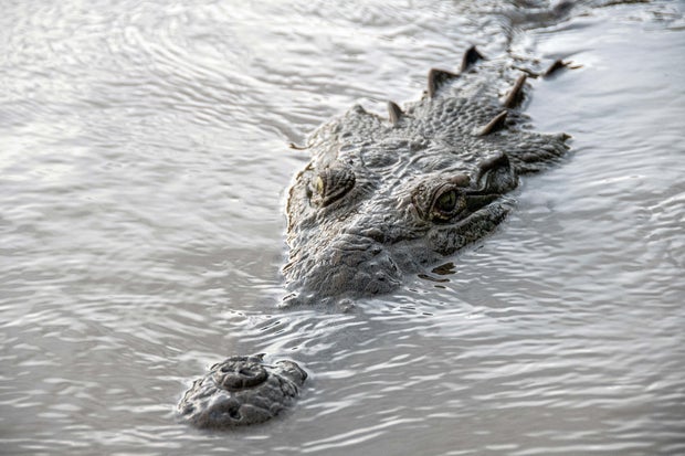 A crocodile swims in the Tarcoles River, the most polluted river in Central America, southwest of San Jose, Costa Rica, on November 21, 2022.