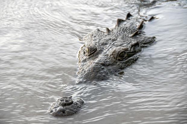 A crocodile swims in the Tarcoles River, the most polluted river in Central America, southwest of San Jose, Costa Rica, on November 21, 2022. 