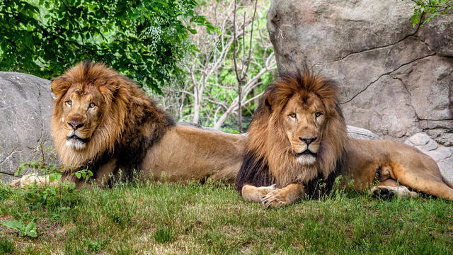 lion-brothers.jpg 