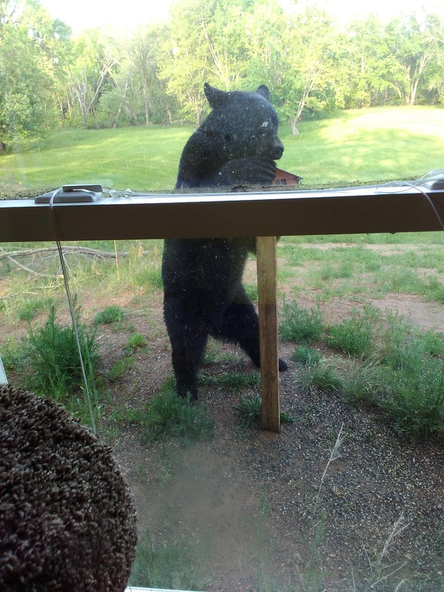 bear-attacks-feeder-2-in-sandstone-on-06-07-23.jpg 