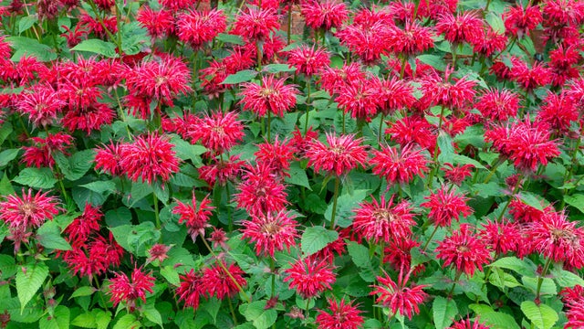 bee-balm.jpg