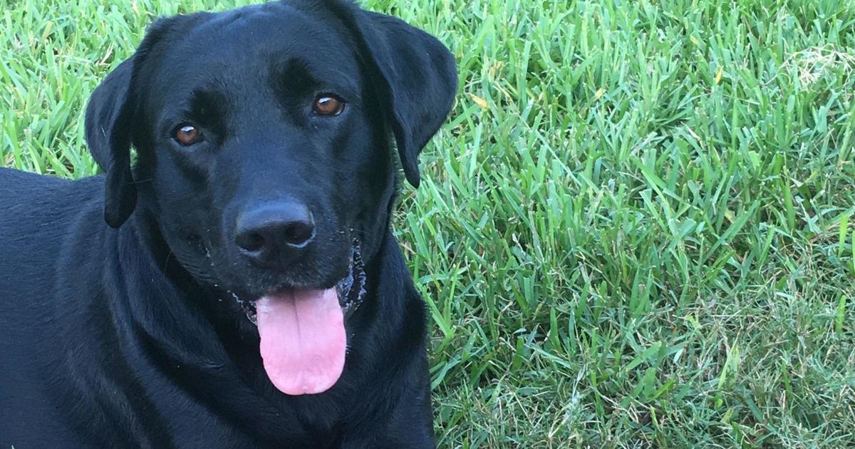 Miami-Dade Corrections and Rehabilitation Section announces passing of K-9 officer