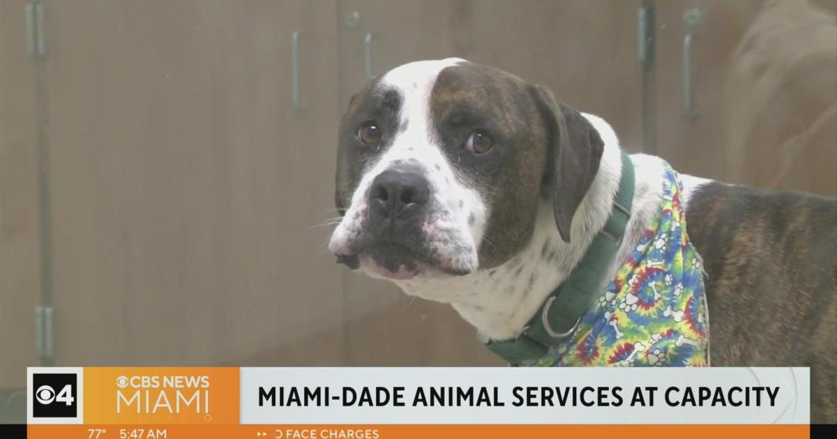 Considering adopting a pet? Check out these Miami-Dade dogs