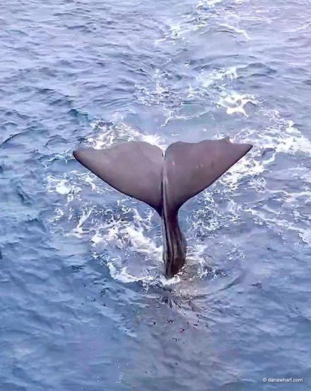 sperm-whale.jpg 