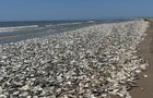 Thousands of fish wash up dead on south coast of US 