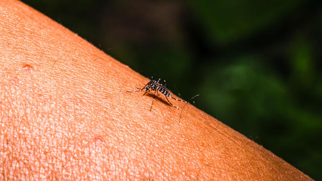 WHO Warns Climate Change Causing Surge In Mosquito-Borne Diseases 