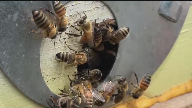 beekeeping.jpg 