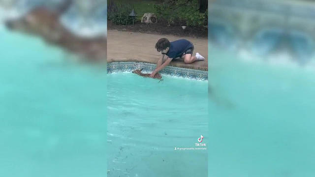 long-island-boy-saves-baby-deer-in-pool.jpg 