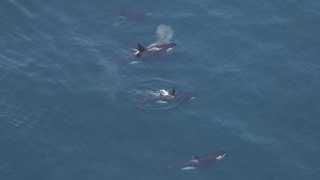 killer-whales.jpg 