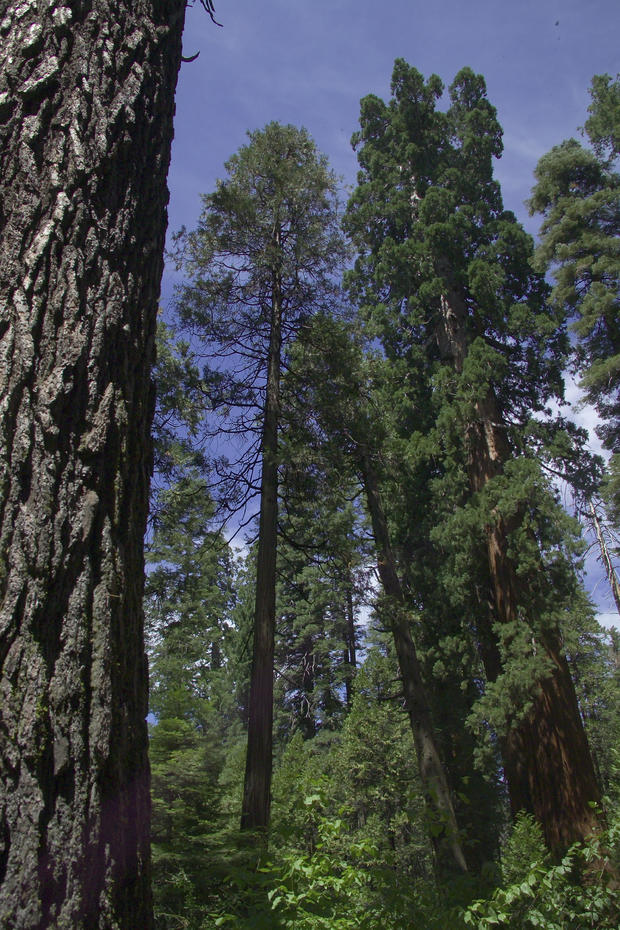 Giant sequoias, Calaveras Big Trees State Park 