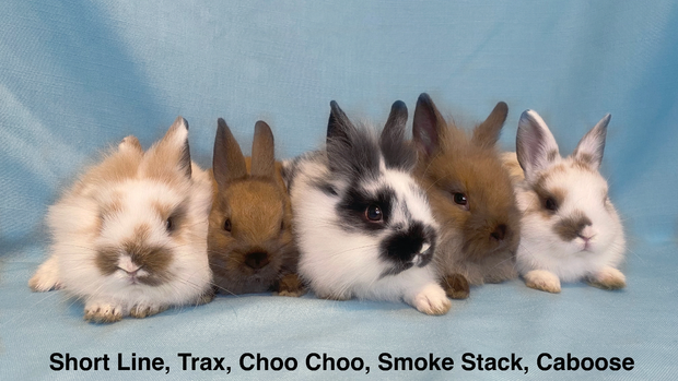 baby-rabbits-rescued-2a.png 