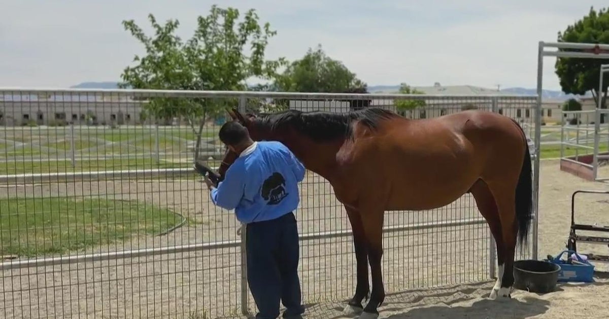 Back on track: Inmates find a second chance with the help of retired racehoreses - Vimarsana News
