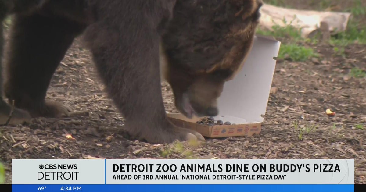 Detroit Zoo animals dine on Buddy's Pizza Flipboard
