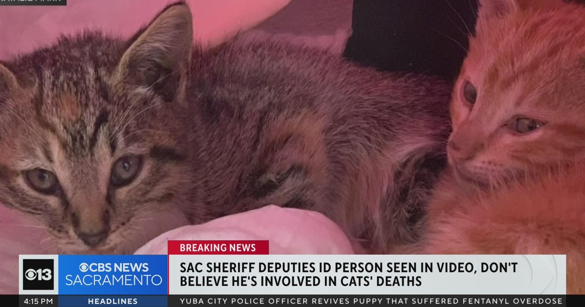 Detectives ID person seen in video, don't believe he's involved in cats' deaths CBS Sacramento