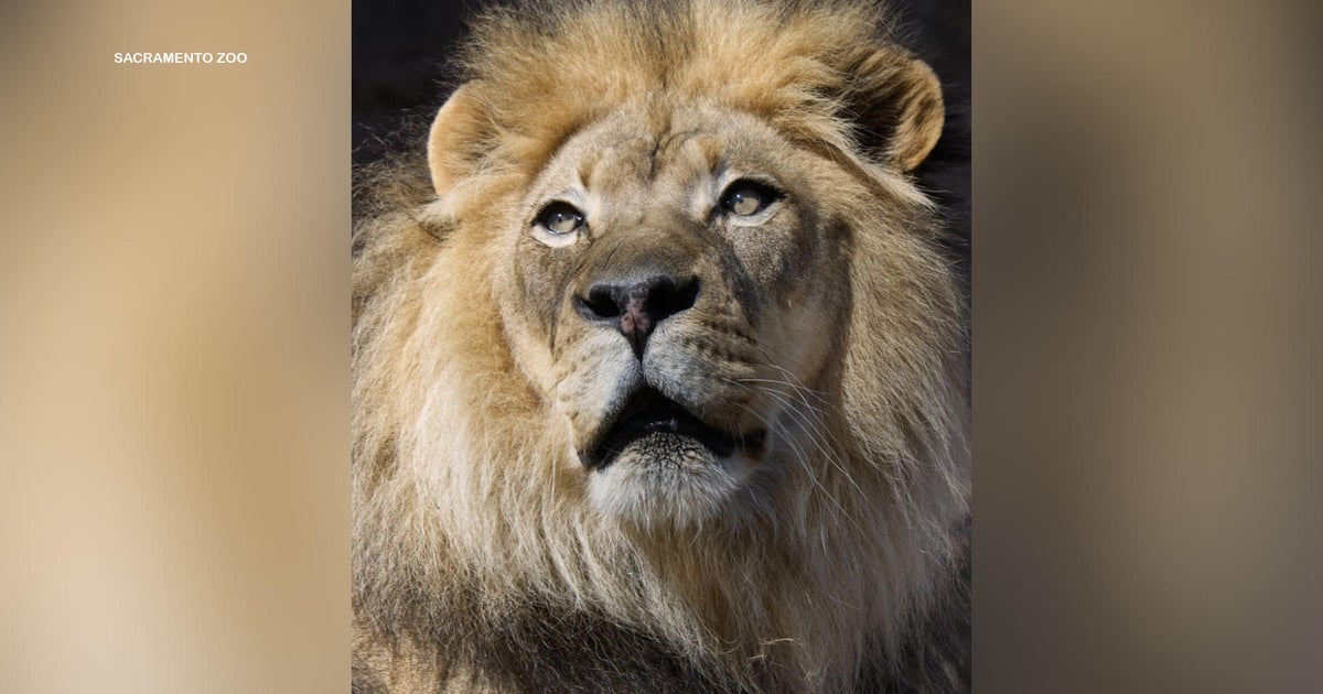 Kamau Sacramento Zoos 16yearold African lion to be kept off exhibit as health declines