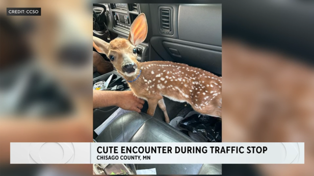 anvato-6412362-deputy-finds-unexpected-passenger-during-traffic-stop-a-pet-fawn-20-210635.png 