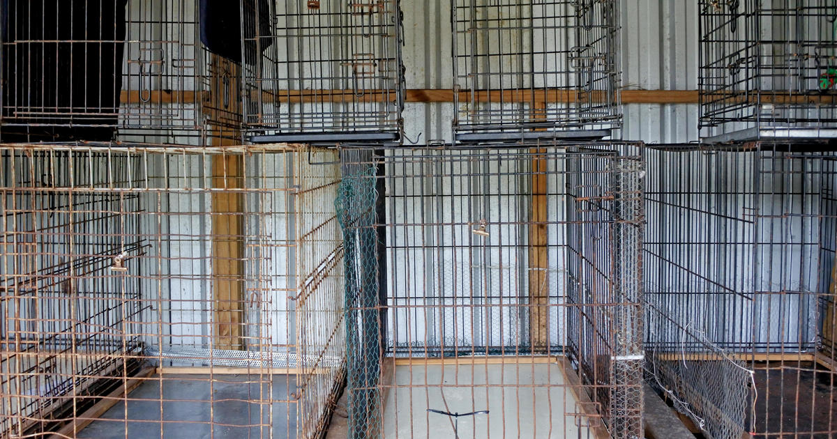146 dogs found dead in home of Ohio dog shelter’s founding operator