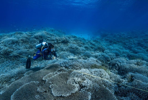 diver-coral-bleaching-1219123717.jpg
