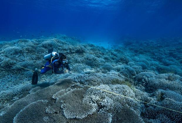 diver-coral-bleaching-1219123717.jpg 