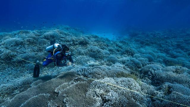 diver-coral-bleaching-1219123717.jpg 