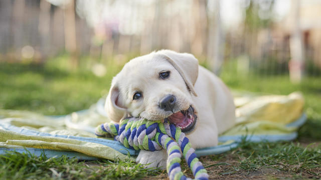 Labrador puppy outdoors 