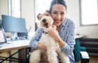 how-to-get-pet-insurance-for-your-dog.jpg 
