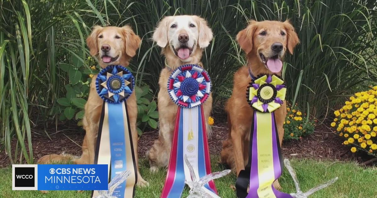 Minnesota Golden Retriever wins national obedience championships CBS