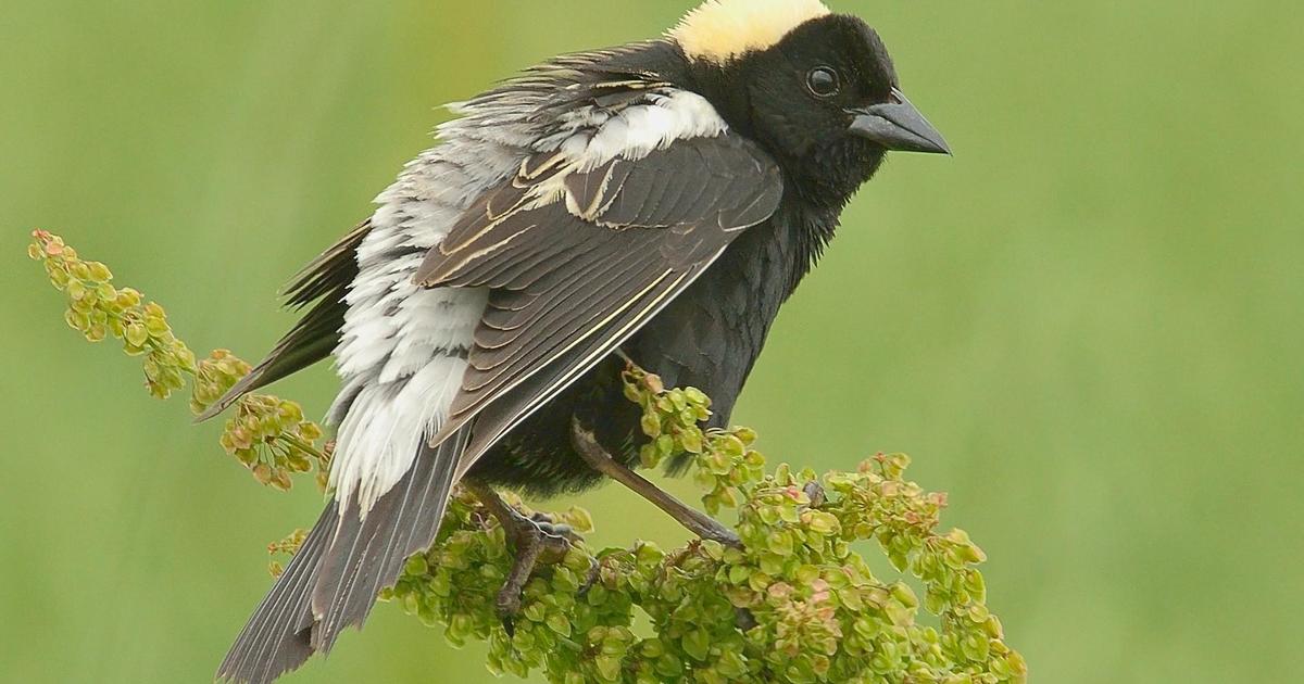 Amesbury postpones 4th of July fireworks due to endangered bobolinks