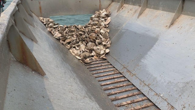 wellfleet-oyster-project-v1.jpg