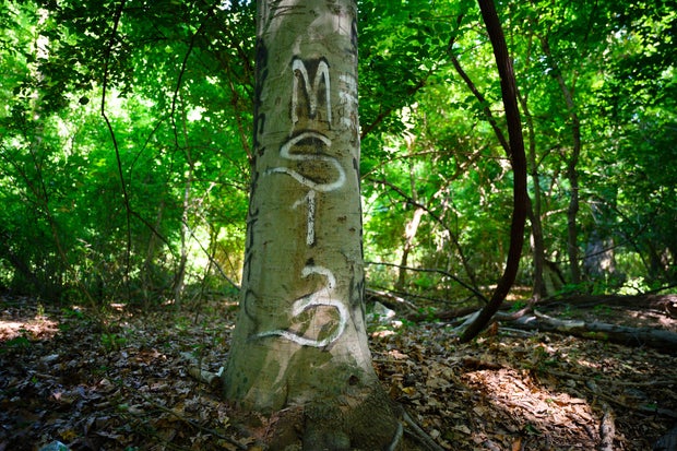 A tree with MS13 graffiti is pictured in the Langley Hampshire Neighborhood Park in Langley Park, Maryland, in a gang hangout area known as the cemetery.