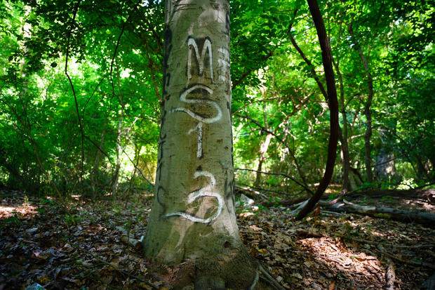 A tree with MS13 graffiti is pictured in the Langley Hampshire Neighborhood Park in Langley Park, Maryland, in a gang hangout area known as the cemetery. 