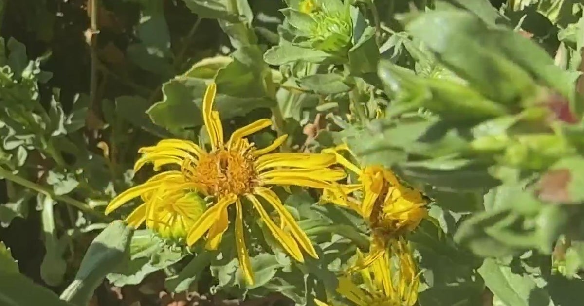 Bay Area allergy sufferers endure worst season in years after record wet winter