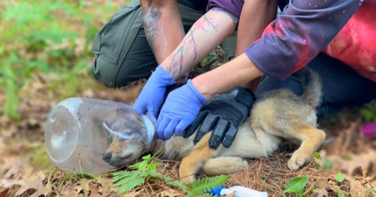 Rescuers save life of coyote pup stuck in desperate situation - CBS Boston