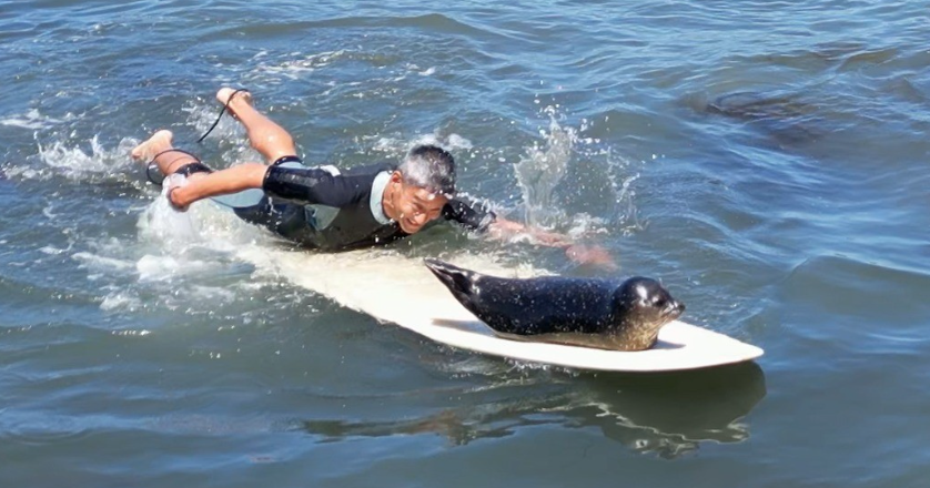 Seal pup climbs on multiple surfboards out in the water at Pacific