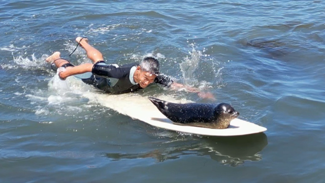 baby-seal-hops-on-surfers-boards.png 