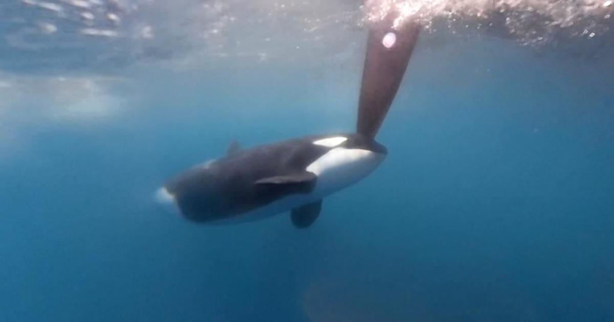 Orcas atacam veleiros durante regata internacional: “momento perigoso”