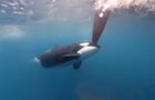 orca-credit.jpg 