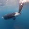 Killer whales attack sailboats during race: Scary moment