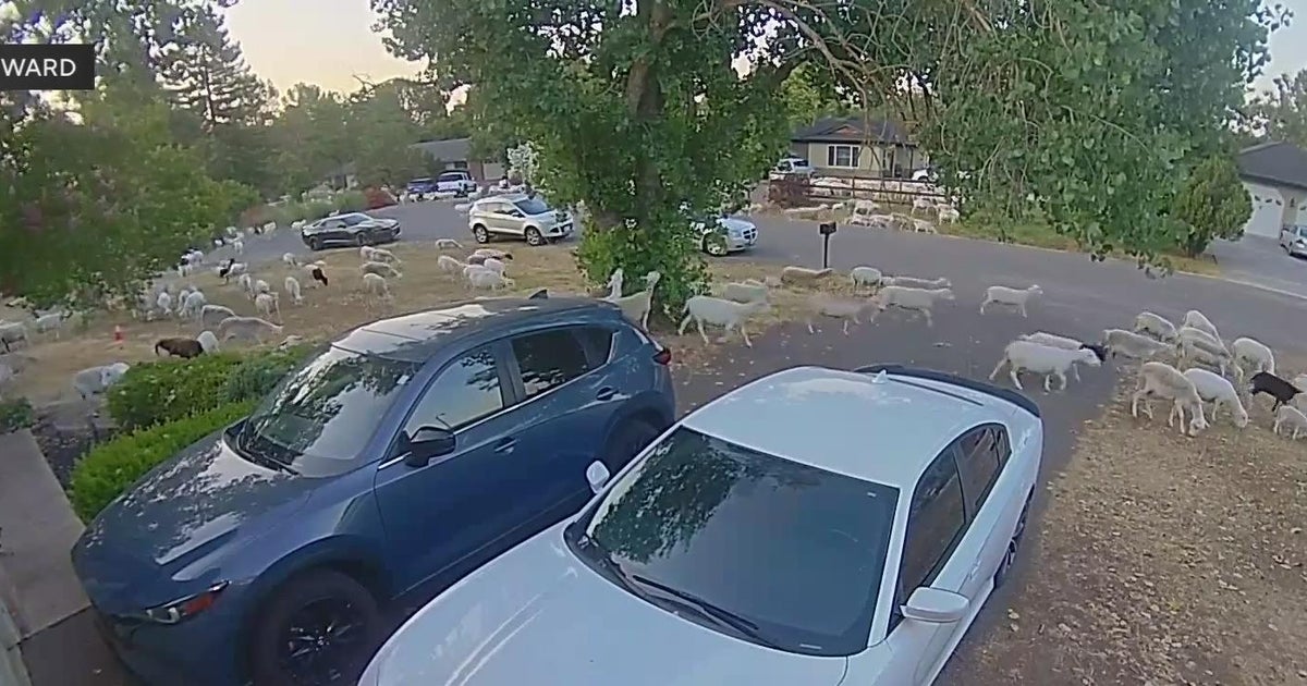 Hundreds of goats roaming in the Elverta neighborhood