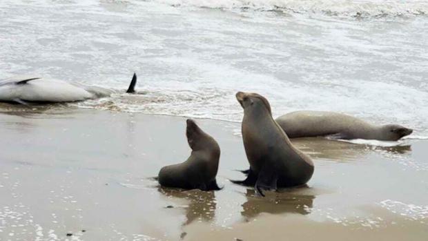 sick-dead-dolphins-sea-lions.jpg 
