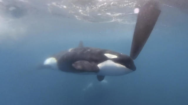 Killer whales attack and sink sailing yacht in the Strait of Gibraltar — again