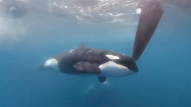 Killer whales attack and sink sailing yacht in the Strait of Gibraltar — again