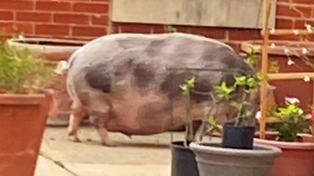 pig.jpg 