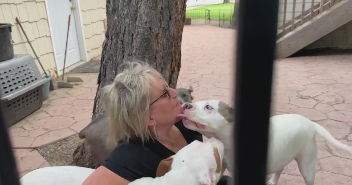 Arvada woman rescues dogs after she was rescued as a baby CBS Colorado