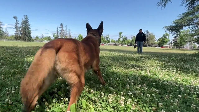 SFFD K-9 dog trainer 