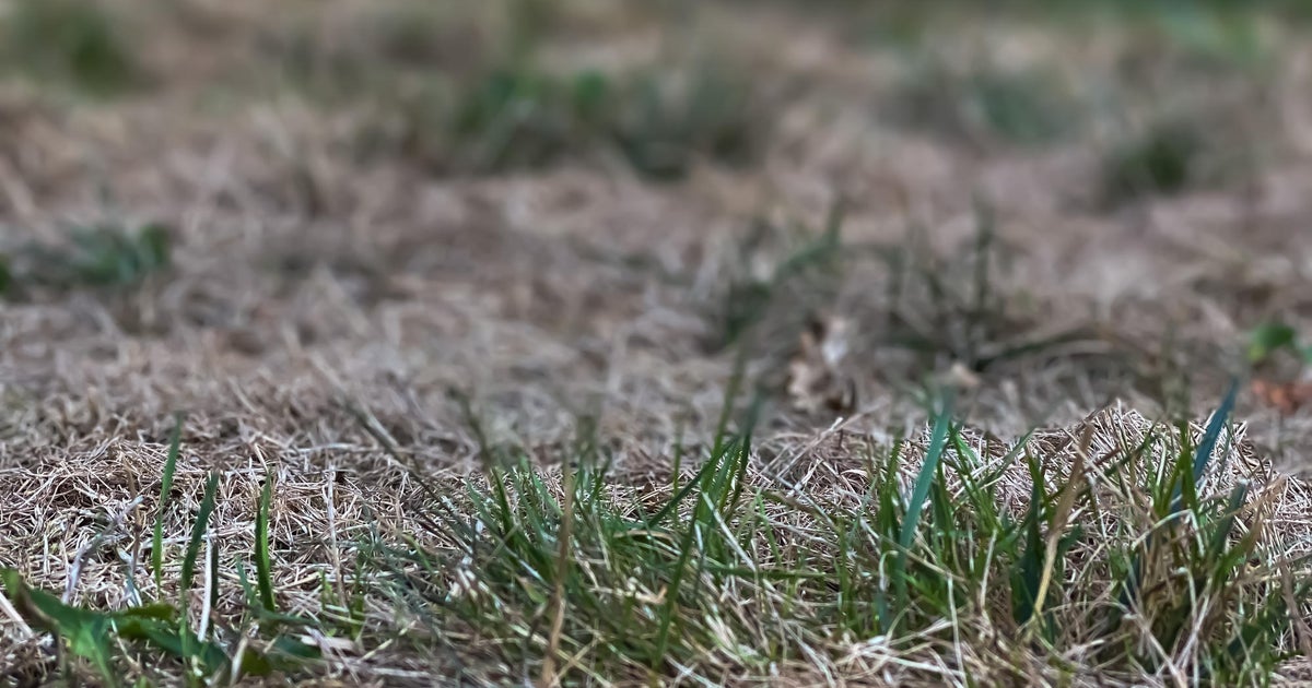 Dry conditions raise fire concerns in South Florida, experts urge lawn maintenance Dry conditions raise fire concerns in South Florida, experts urge lawn maintenance